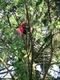 Befestigung des Seilwindenseils am Baum